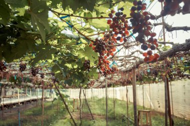 Şube genç üzüm asma üzüm bağı içinde
