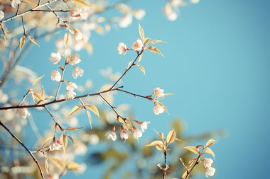vahşi Himalaya kiraz bahar çiçeği