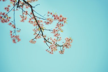 vahşi Himalaya kiraz bahar çiçeği