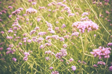 Purpletpurpletop Mine çiçeği çiçek çiçek gardenop Mine çiçeği akışı içinde