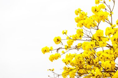 Sarı tabebuia çiçek çiçek sarı tabebuia çiçek çiçek üzerinde