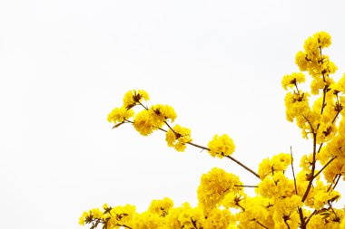 Sarı tabebuia çiçek çiçek sarı tabebuia çiçek çiçek üzerinde
