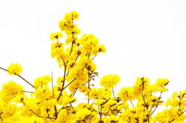 Sarı tabebuia çiçek çiçek sarı tabebuia çiçek çiçek üzerinde