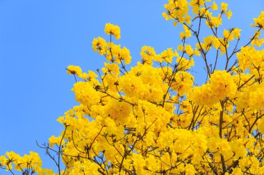 Sarı tabebuia çiçek çiçek