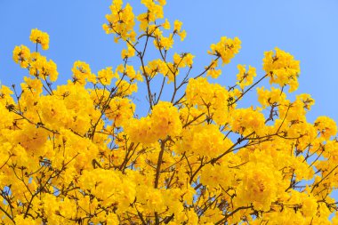 Sarı tabebuia çiçek çiçek