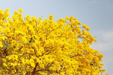 Sarı tabebuia çiçek çiçek