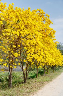 Sarı tabebuia çiçek çiçek