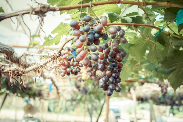 Förgrena sig unga druvor vinstockar i vingården — Stockfoto