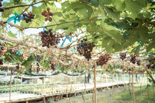 Zweig junge Trauben an Weinrebe im Weinberg — Stockfoto