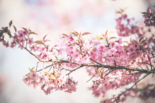 Wilde Himalaya-Kirsche Frühlingsblüte — Stockfoto