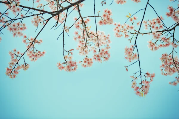 Flor selvagem da primavera da cereja do Himalaia — Fotografia de Stock