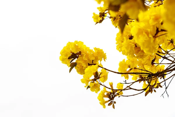 Žlutá tabebuia květ květ žlutá tabebuia květ květ na — Stock fotografie