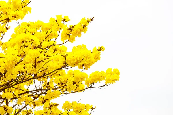 Yellow tabebuia flower blossom Yellow tabebuia flower blossom on — Stock Photo, Image