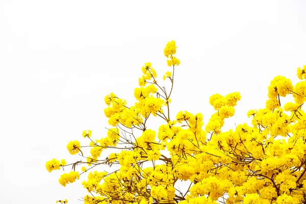 Yellow tabebuia flower blossom Yellow tabebuia flower blossom on — Stock Photo, Image