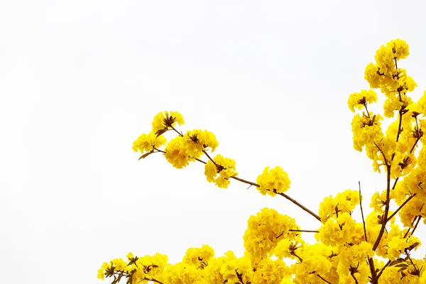 Yellow tabebuia flower blossom Yellow tabebuia flower blossom on — Stock Photo, Image