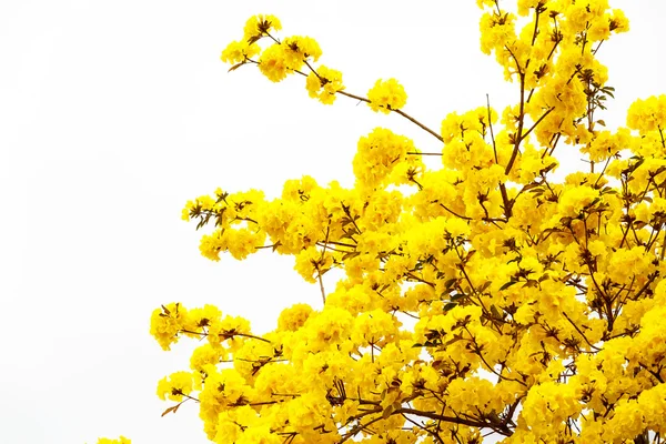 에 노란색 tabebuia 꽃 꽃 노란색 tabebuia 꽃 꽃 — 스톡 사진