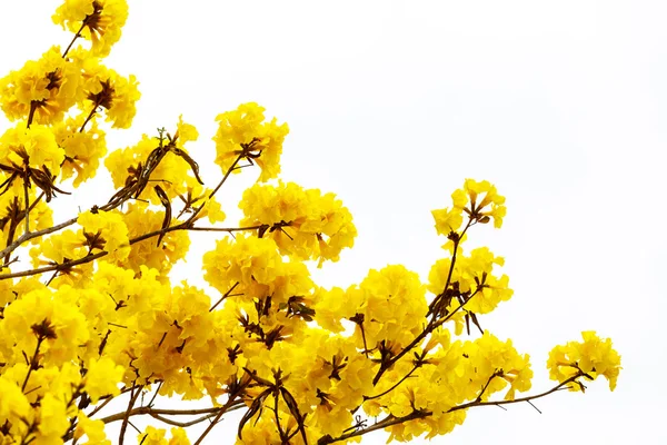 Yellow tabebuia flower blossom Yellow tabebuia flower blossom on — Stock Photo, Image