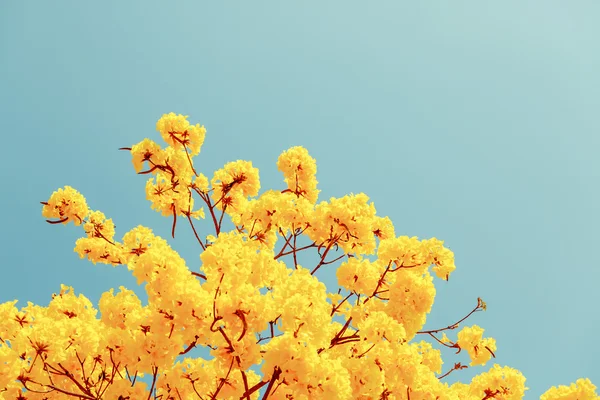 Yellow tabebuia flower blossom — Stock Photo, Image