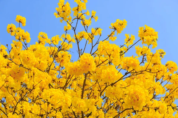 Yellow tabebuia flower blossom — Stock Photo, Image