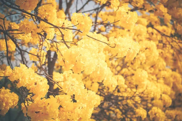 Yellow tabebuia flower blossom — Stock Photo, Image