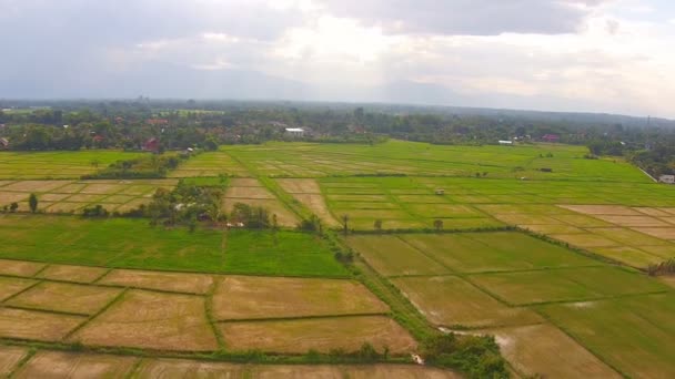 Plan aérien rizière et montagne 
