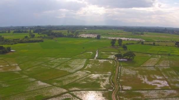 Aerea campo di riso colpo e montagna — Video Stock