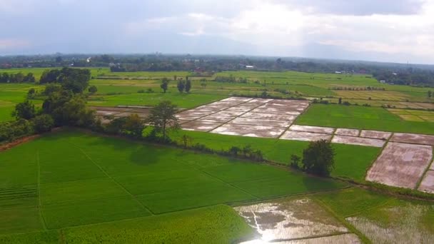 Campo de arroz plano aéreo y montaña — Vídeos de Stock