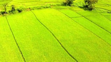 Hava atış pirinç alan ve dağ