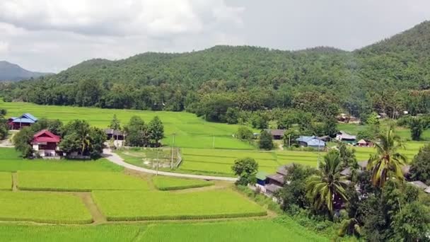 Aerial shot rice field and mountain — Stock Video