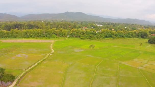 Campo de arroz plano aéreo y montaña — Vídeos de Stock