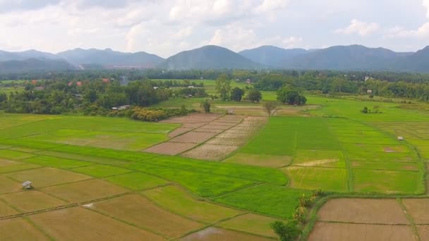 Aerian împușcat câmp de orez și munte — Videoclip de stoc