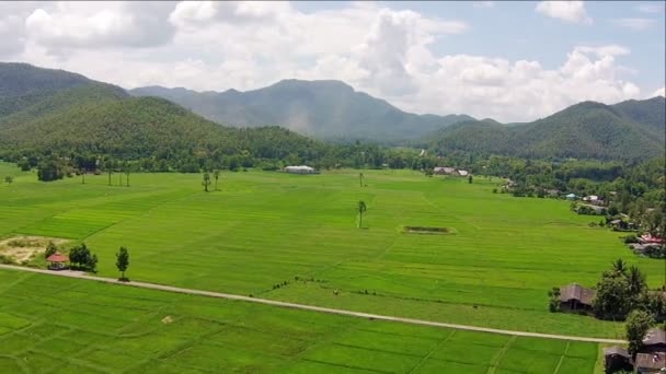 Campo de arroz plano aéreo y montaña — Vídeo de stock