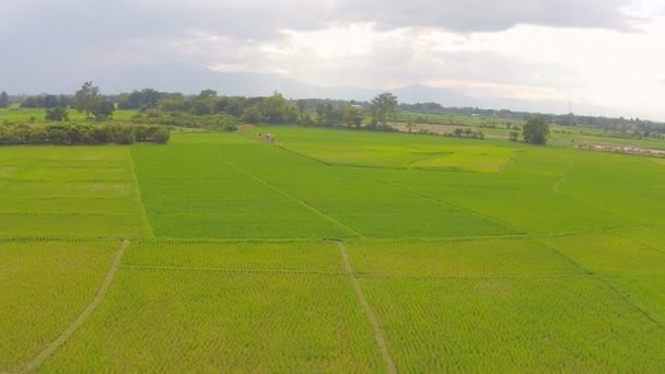 Campo de arroz plano aéreo y montaña — Vídeo de stock