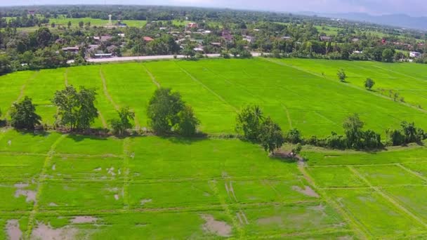 Campo de arroz plano aéreo y montaña — Vídeo de stock