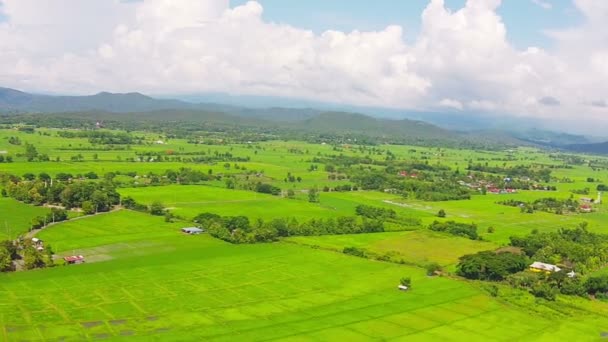 Campo de arroz plano aéreo y montaña — Vídeo de stock