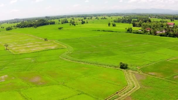 Campo de arroz plano aéreo y montaña — Vídeo de stock