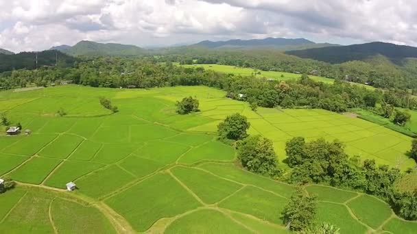 Повітряний постріл рисового поля і гори — стокове відео