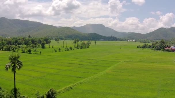 Campo de arroz plano aéreo y montaña — Vídeos de Stock