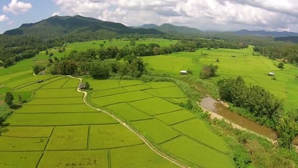 Campo de arroz de tiro aéreo e montanha — Vídeo de Stock