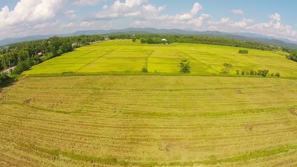 Colheita de arroz em campo grande — Vídeo de Stock