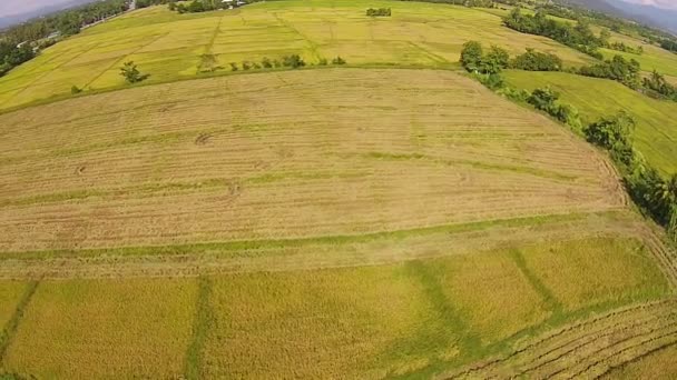 Cosechando arroz en campo grande — Vídeos de Stock