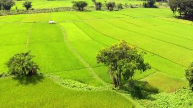 Hava atış pirinç alan ve dağ
