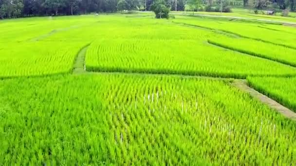 Рисовое поле и горы — стоковое видео