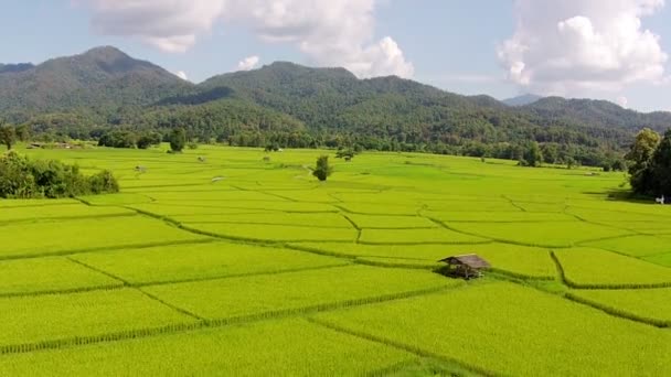 Campo de arroz plano aéreo y montaña — Vídeo de stock