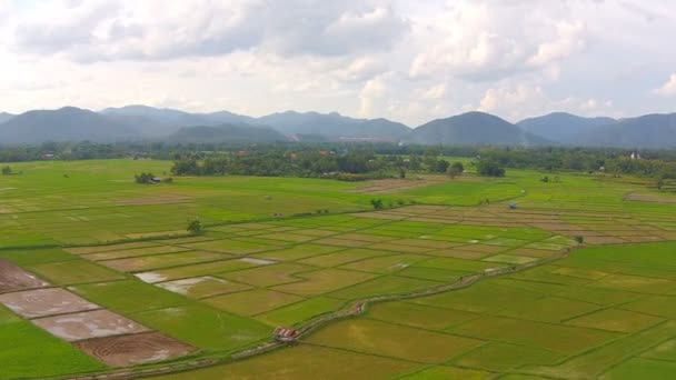 Luchtfoto rijst veld en berg — Stockvideo