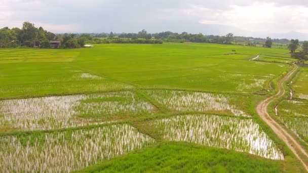 Campo de arroz plano aéreo y montaña — Vídeo de stock