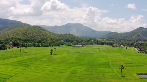 Campo de arroz de tiro aéreo e montanha — Vídeo de Stock