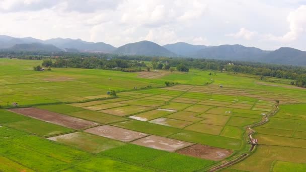 Campo de arroz plano aéreo y montaña — Vídeos de Stock