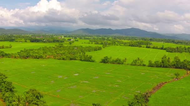 Campo de arroz de tiro aéreo e montanha — Vídeo de Stock