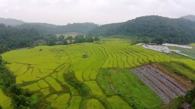 Hava atış pirinç alan ve dağ